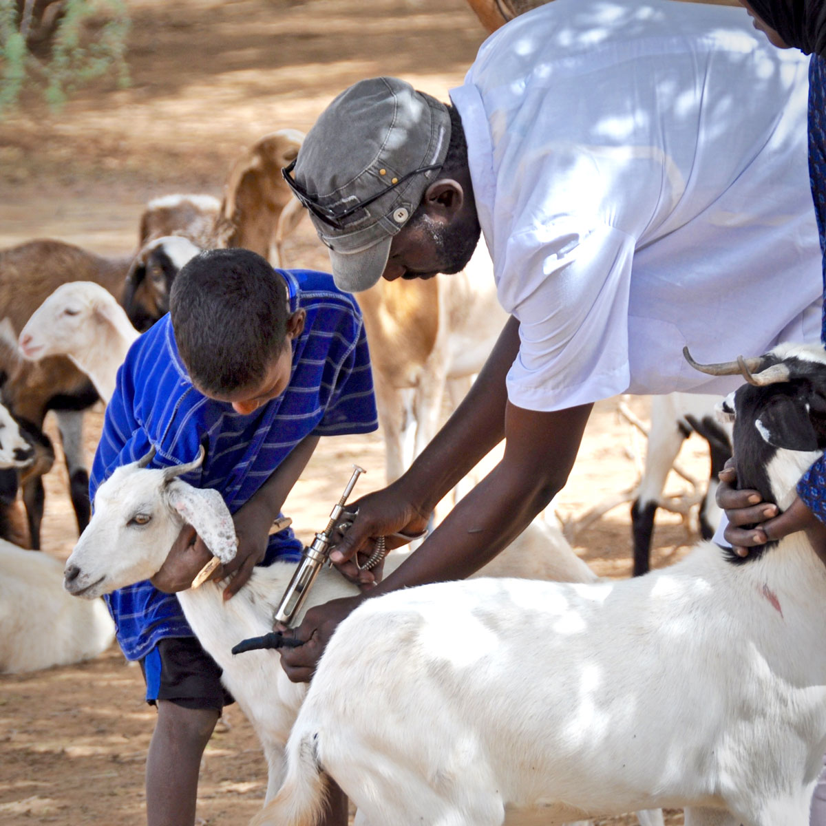 Saidi vaccinates a goat with the help of a local child/herder