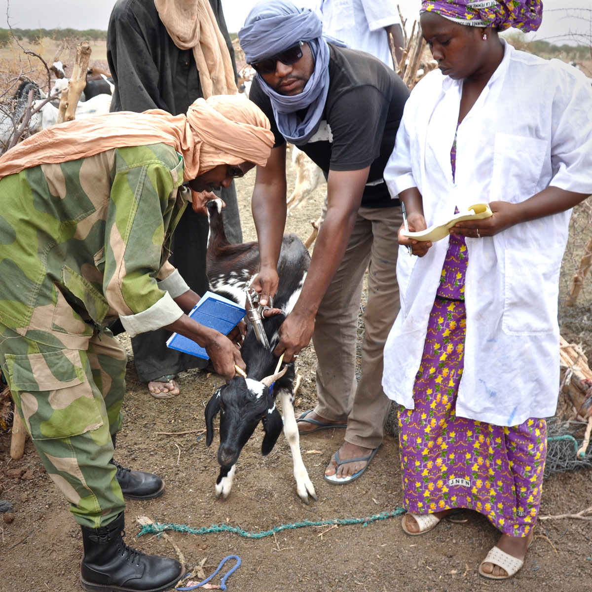 Yusef [center] vaccinates a goat during the recent SoA supported vaccination campaign