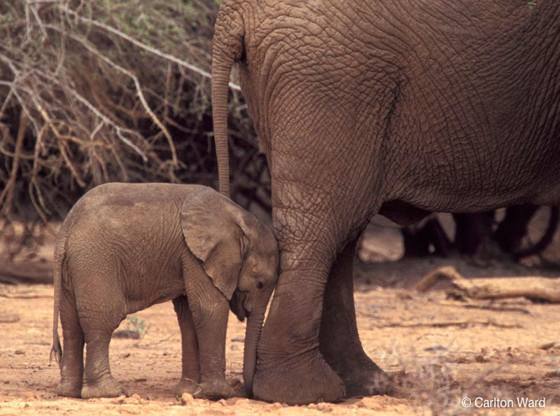 A baby desert elephant and its mother rest in the Gourma Region of Mali. Without additional protection this herd could be extinct within 5 years.