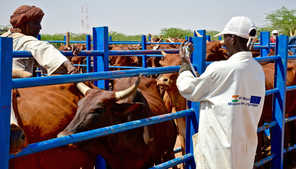 As nomadic herders and their livestock gather for the Cure Salée Festival, Government of Niger and SoA supported veterinarians fan out to vaccinate the herds