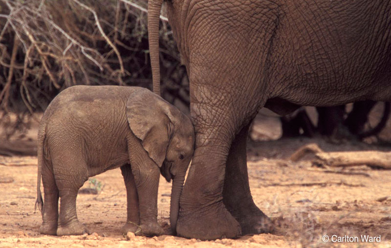 A baby desert elephant and its mother rest in the Gourma Region of Mali. Without additional protection, this herd could be extinct within 5 years