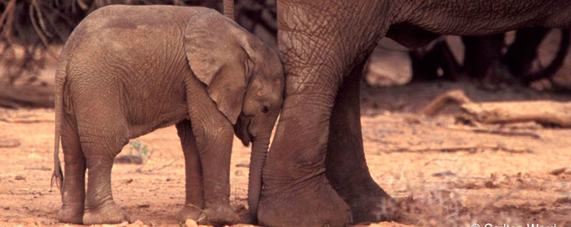 Elephants for peace in war-torn Mali