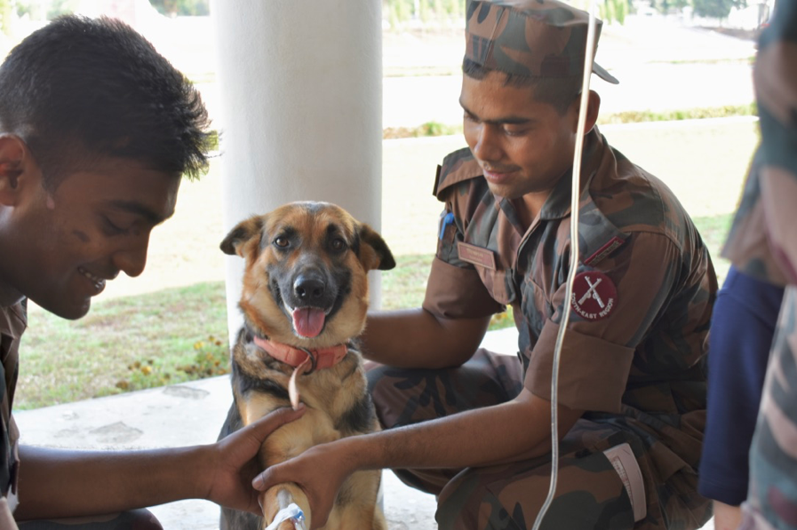 Keep troops safe with canine training