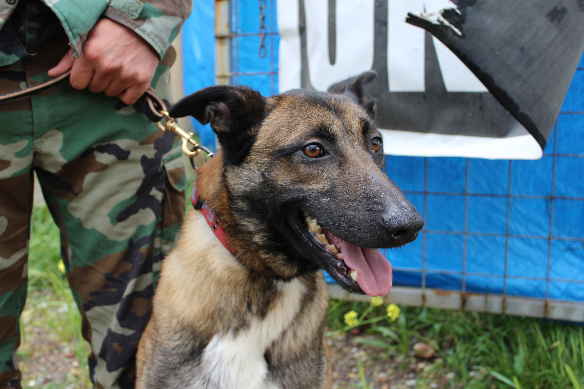 Support Peshmerga mine detection dogs in Iraqi Kurdistan